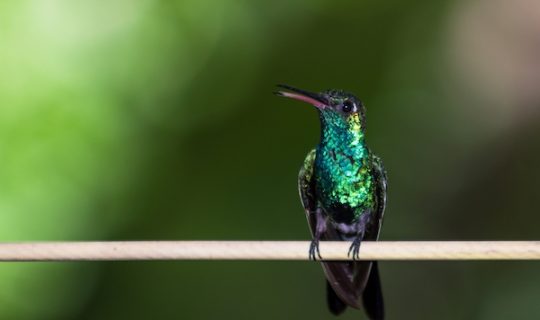 A closeup shot of colibr√≠ sitting on a branch against a green background